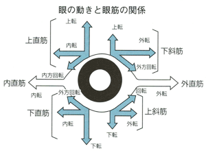 眼筋