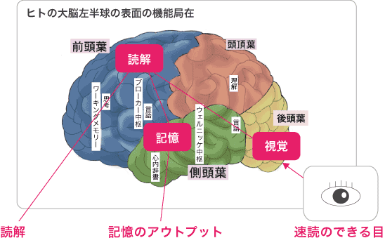 脳のさまざまな情報処理技能を鍛えるSP式速読記憶術トレーニング